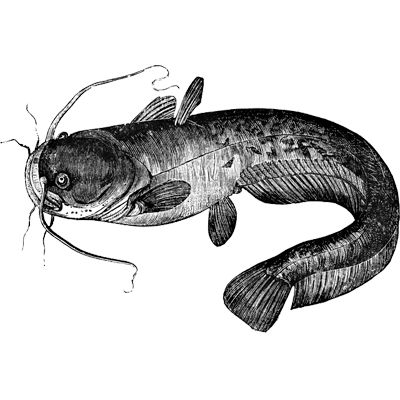 Bruno Dias profile picture