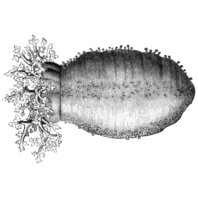 Suri My profile picture