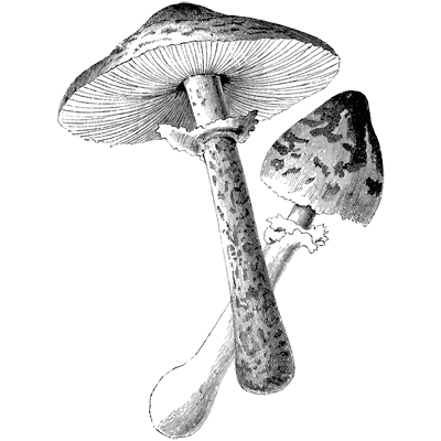 Veronica Jameson profile picture