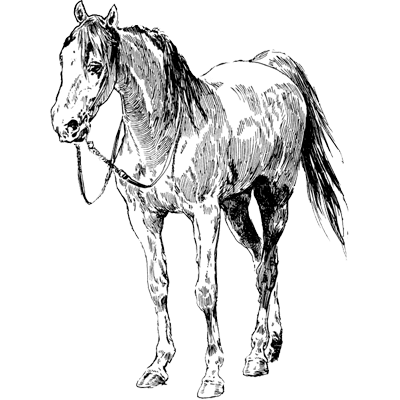 RONALDO JOSE DA SILVA profile picture