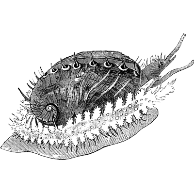 Sandro Lobato da Silva  profile picture