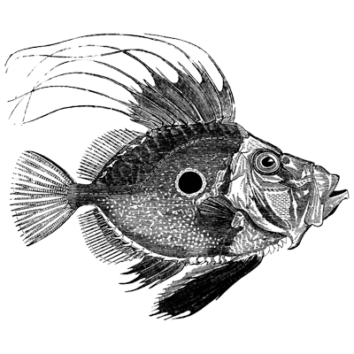 Karl Peterson profile picture