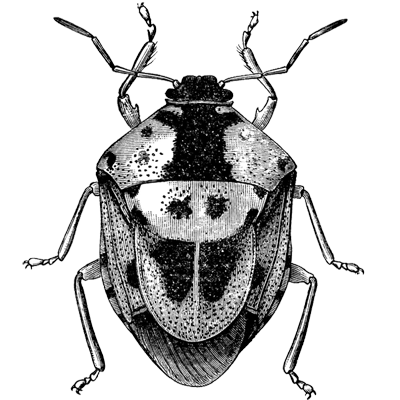 Narciso Cucubica  profile picture